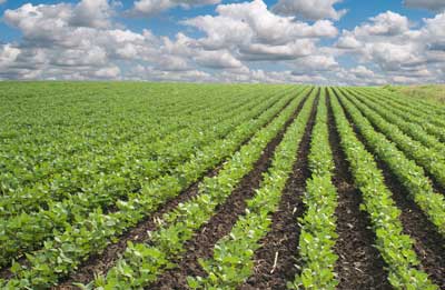 Early April Planted Soybeans: How to Tackle Weed Control